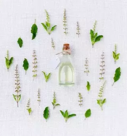 Zeliscarstvo prežla predelava zdravilnih zelisc torkar antonija s p