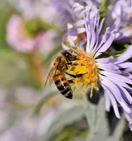 Odlicen in kvaliteten domaci med slovenija