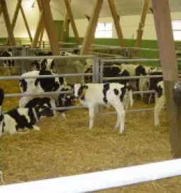 Repromaterial litija