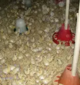 Repromaterial litija