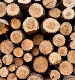 Secnja in spravilo lesa notranjska