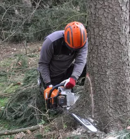Secnja in spravilo lesa notranjska