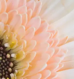 Cvetlicarna ravne na koroskem