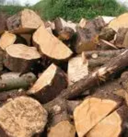 Gozdarstvo, odkup in prodaja lesa postojna