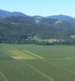 Hmelj Radlje ob Dravi