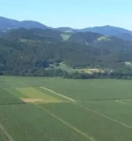 Hmelj radlje ob dravi koroska
