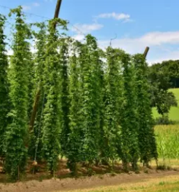 Prodaja hmelja Radlje ob Dravi, Koroška