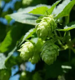 Domače hmeljarstvo Radlje ob Dravi, Koroška