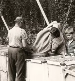 Hmeljarstvo Koroška