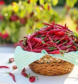 Kakovostna pridelava in prodaja cilija slovenija