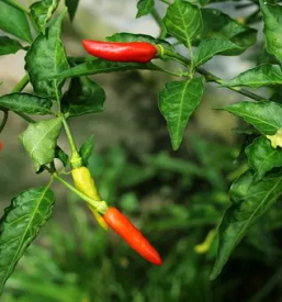 Kakovostna pridelava in prodaja cilija slovenija