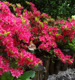 Ugodne vrtnarske storitve Gorenjska