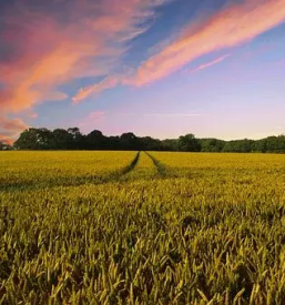 Predelava in prodaja hrena slovenija