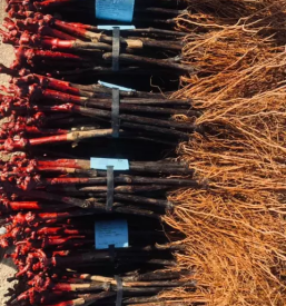 Cepljene sadike trte