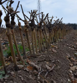 Sadike vinske trte Posavje