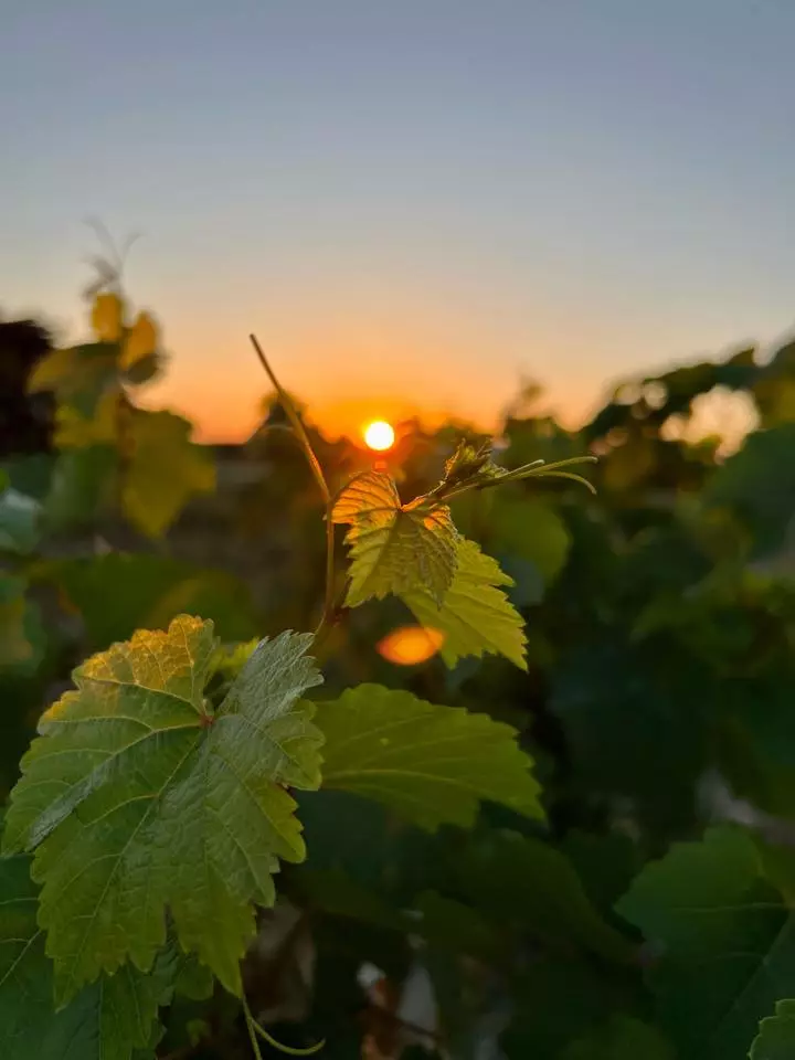 Ponudba sadik trsnih cepljenk