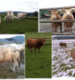 Prodaja suhomesnatih izdelkov ljubljana okolica