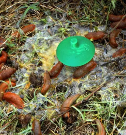 Prodaja vab pasti za insekte slovenija