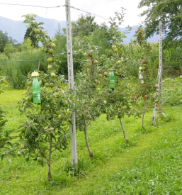 Prodaja vab pasti za insekte slovenija