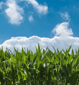 Ribani domaci hren slovenija