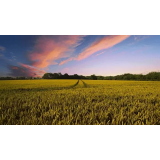 MAJCAN, MATEJ MAJCAN S.P.