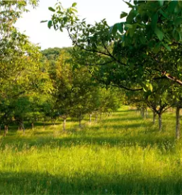 Rocni pobiralci orehov slovenija