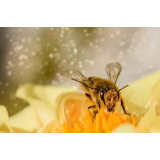 HONEYLAND, Emina Begović, s.p.