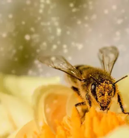 Slovenski med jesenice, gorenjska