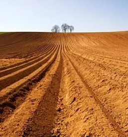 Prodaja domacega hrena v sloveniji