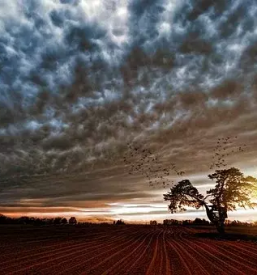 Prodaja naribanega hrena v sloveniji