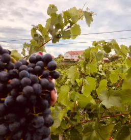 Trsne cepljenke jarkovic