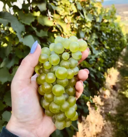 Trsne cepljenke jarkovic