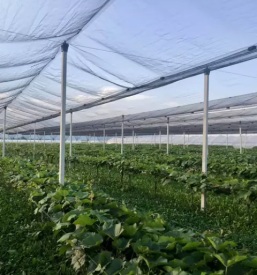 Trsne cepljenke jarkovic