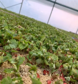 Trsne cepljenke jarkovic