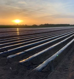 Trsne cepljenke jarkovic