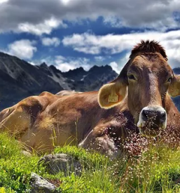 Govedoreja kranj, okolica, gorenjska