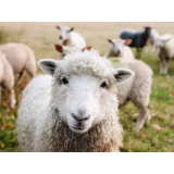 MARKO ŠINKOVEC - NOSILEC DOPOLNILNE DEJAVNOSTI NA KMETIJI