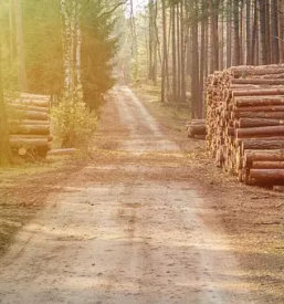 Kvalitetna secnja in spravilo lesa dolenjska bela krajina