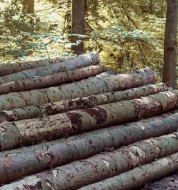 Kvalitetna secnja in spravilo lesa dolenjska bela krajina