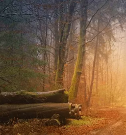 Mizarstvo in razrez lesa novo mesto