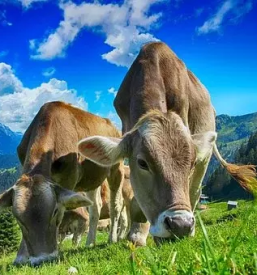 Ovcereja kranj, okolica gorenjska