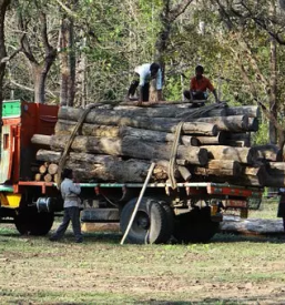 Prevoz lesa s traktorjem savinjska