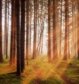 Secnja lesa ljubno ob savinji