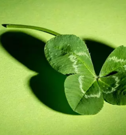 Sportna loterija stave stajerska