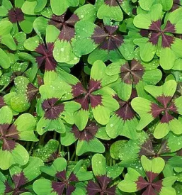 Sportna loterija stave stajerska