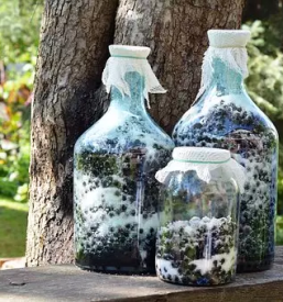 Aronija iz ekoloske pridelave stajerska