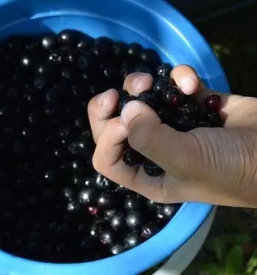 Aronija iz ekoloske pridelave stajerska