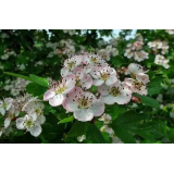 FRANC GOLOB - NOSILEC DOPOLNILNE DEJAVNOSTI NA KMETIJI