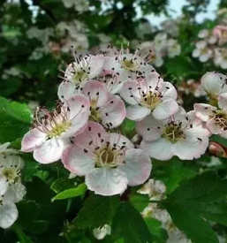 Aronija iz ekoloske pridelave stajerska