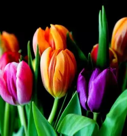 Žalno cvetje Litija, okolica